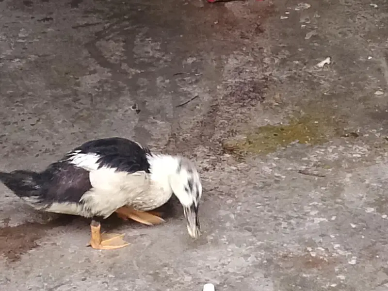 Four Healthy Young Ducks for sale