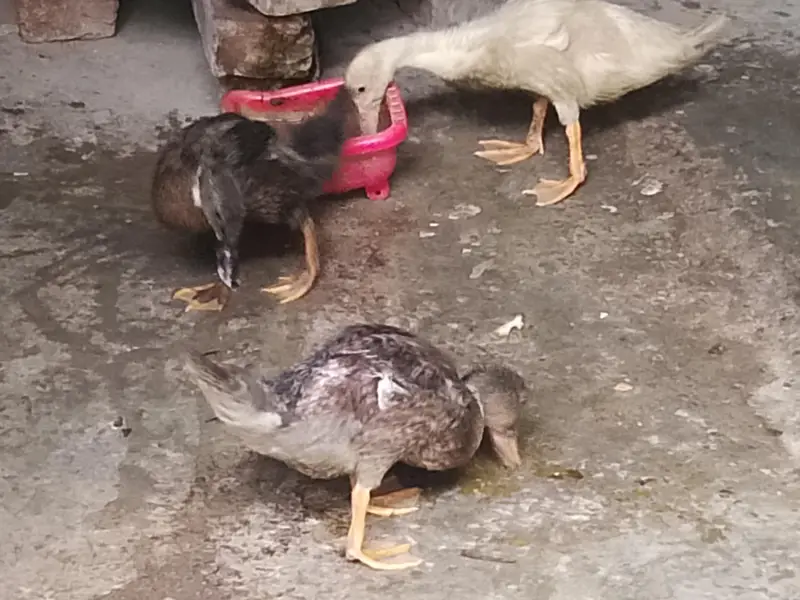 Four Healthy Young Ducks for sale — photo 2