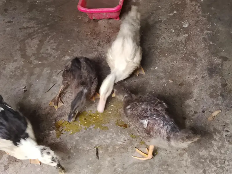 Four Healthy Young Ducks for sale — photo 3