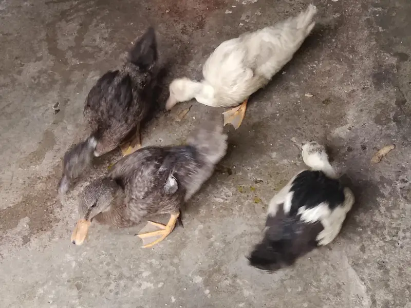 Four Healthy Young Ducks for sale — photo 4