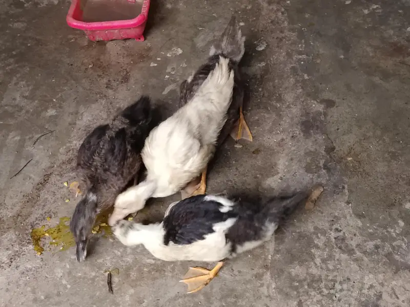 Four Healthy Young Ducks for sale — photo 5