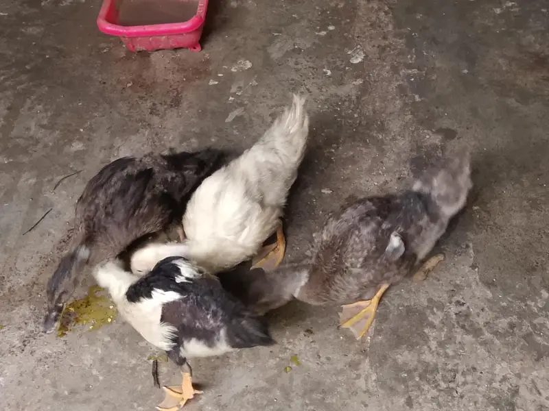 Four Healthy Young Ducks for sale — photo 6