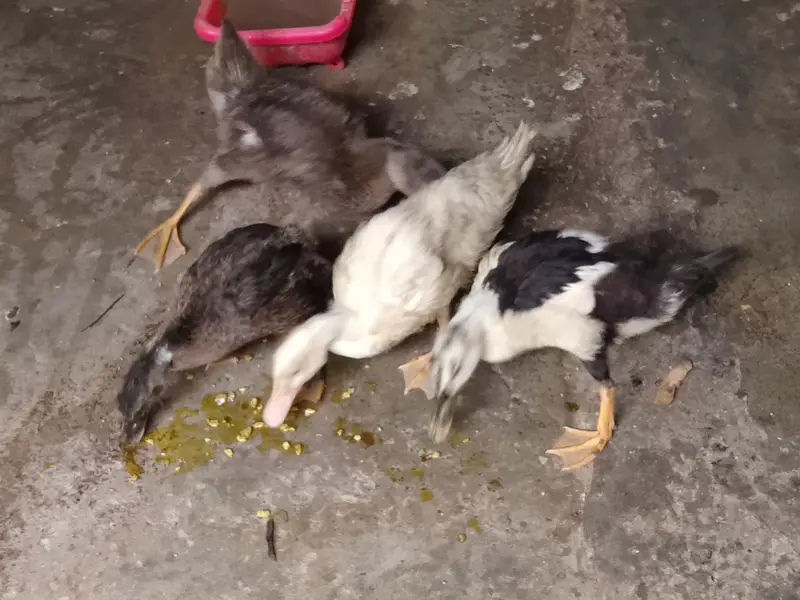 Four Healthy Young Ducks for sale — photo 7
