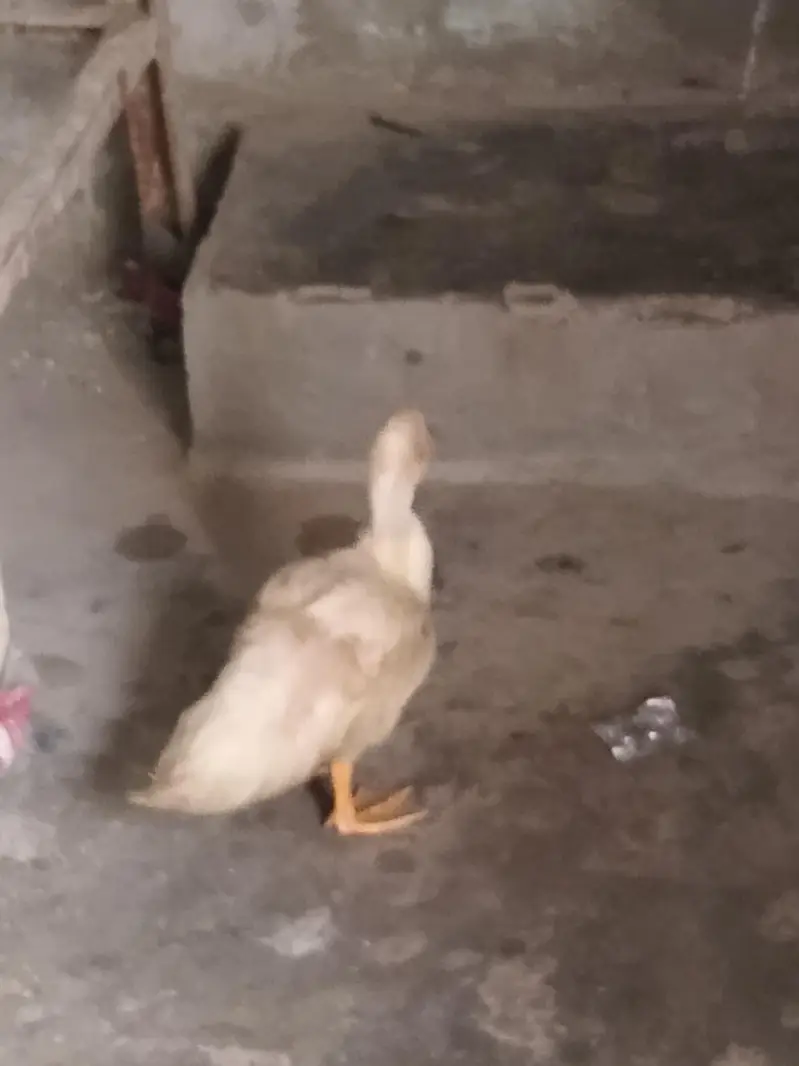 Four Healthy Young Ducks for sale — photo 8