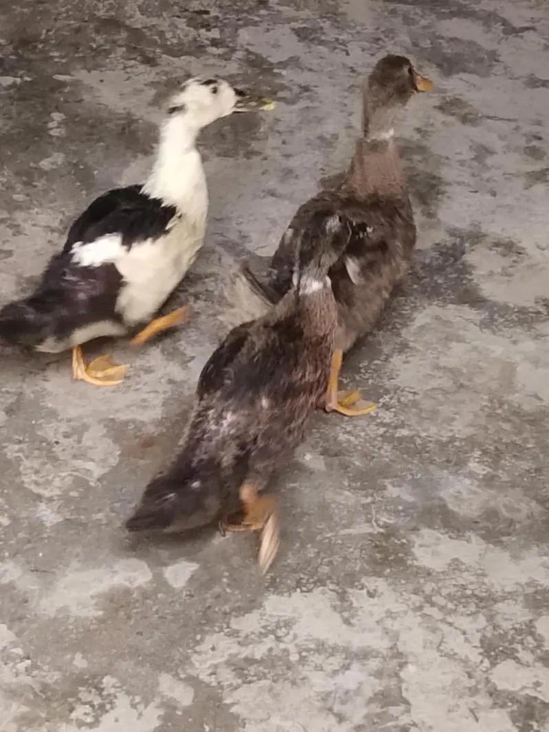 Four Healthy Young Ducks for sale — photo 9