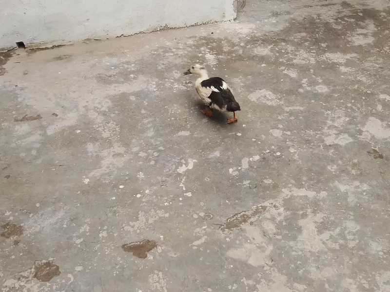Four Healthy Young Ducks for sale — photo 10