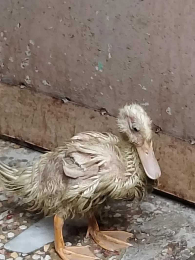 Four Healthy Young Ducks for sale — photo 11