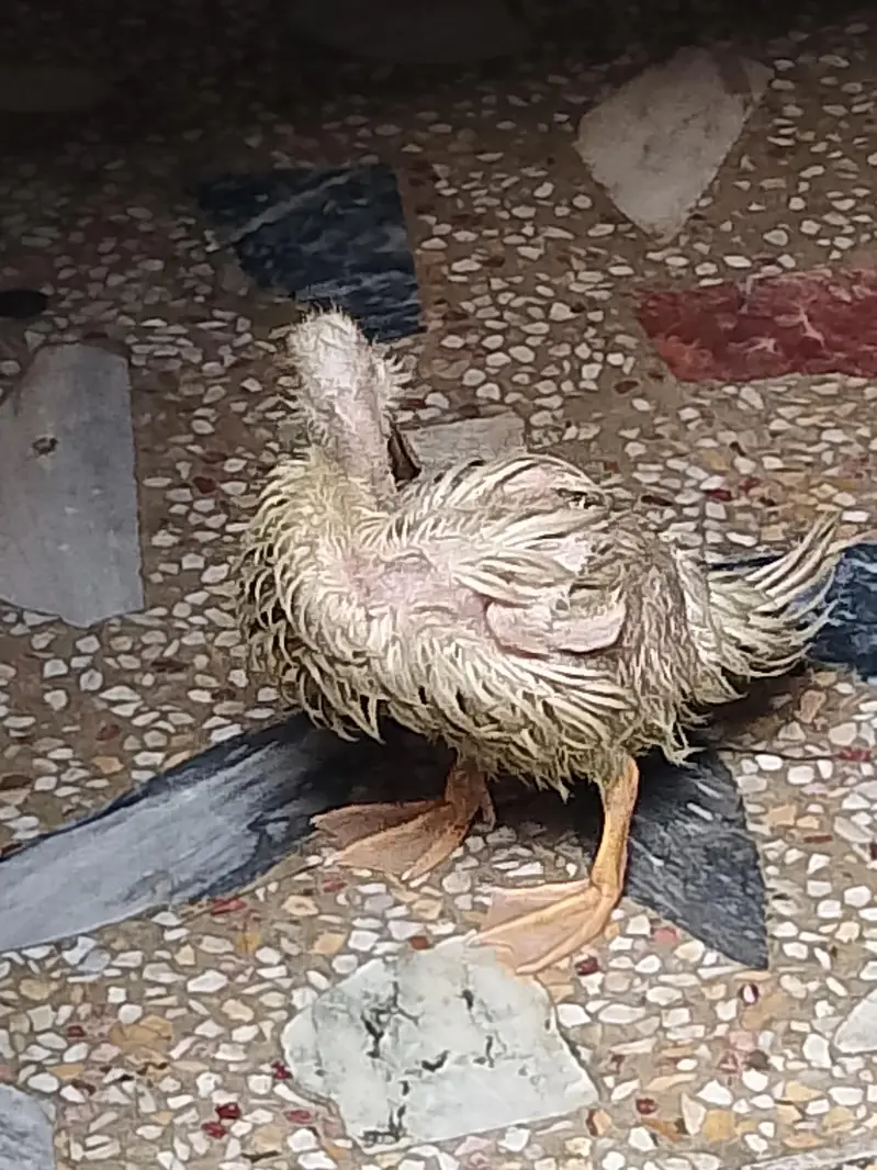Four Healthy Young Ducks for sale — photo 12