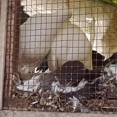 blacktail pigeon kabooter pair jora fancy pigeon breeder