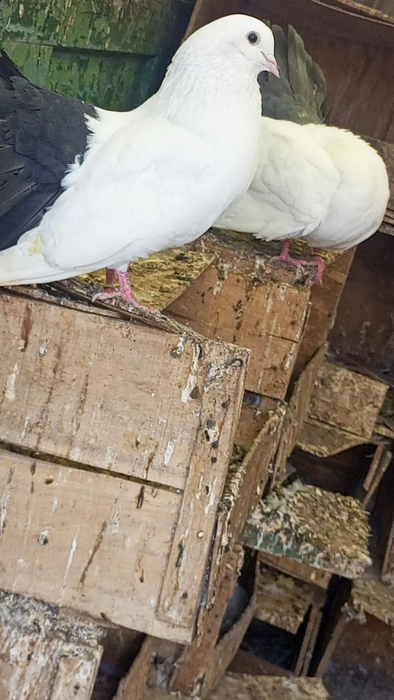 blacktail pigeon kabooter pair jora fancy pigeon breeder — photo 2