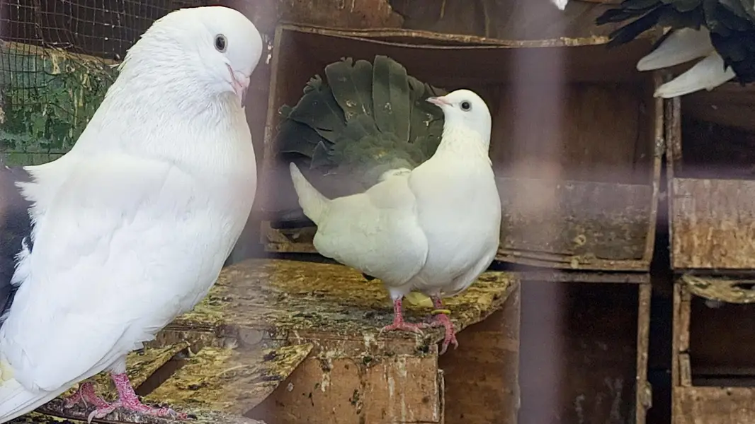 blacktail pigeon kabooter pair jora fancy pigeon breeder — photo 3