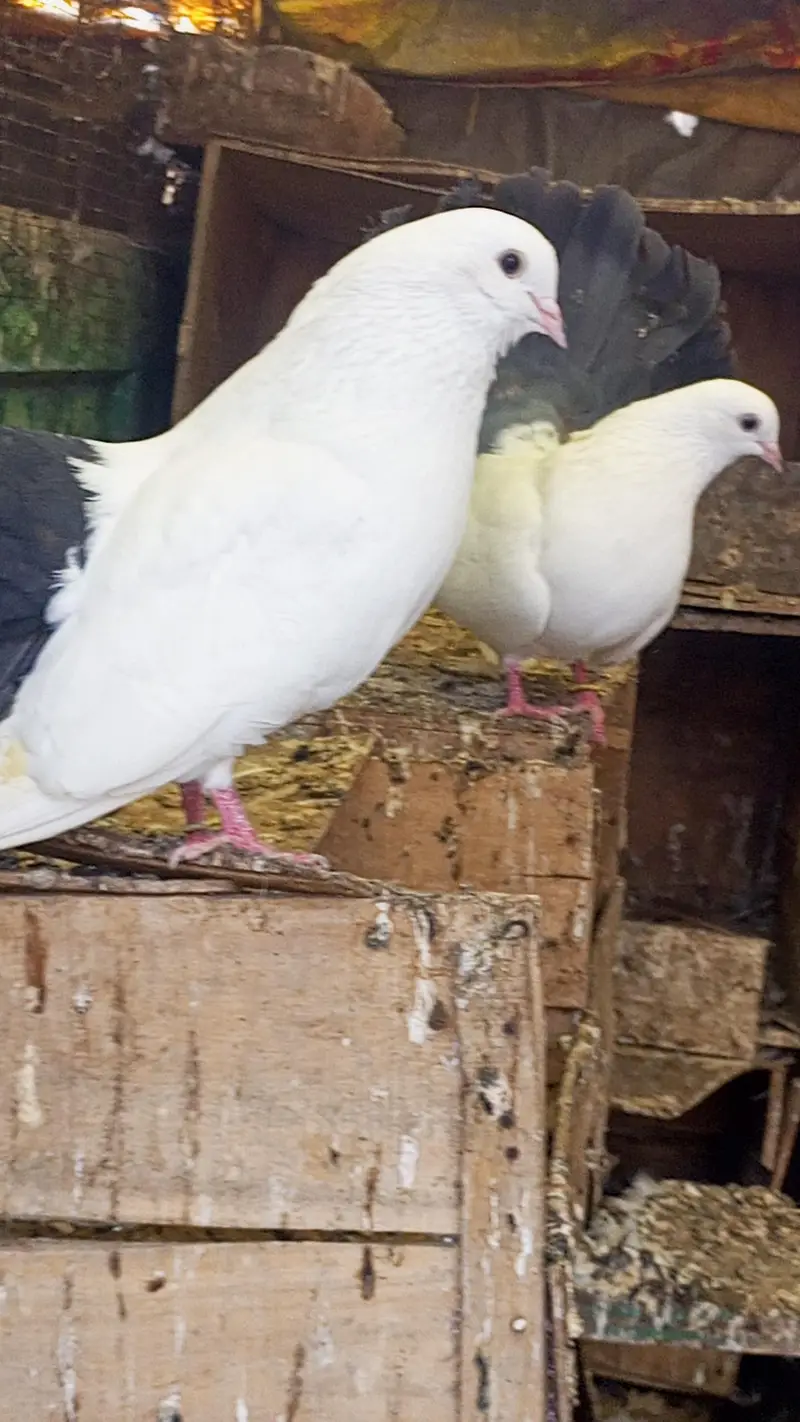 blacktail pigeon kabooter pair jora fancy pigeon breeder — photo 4