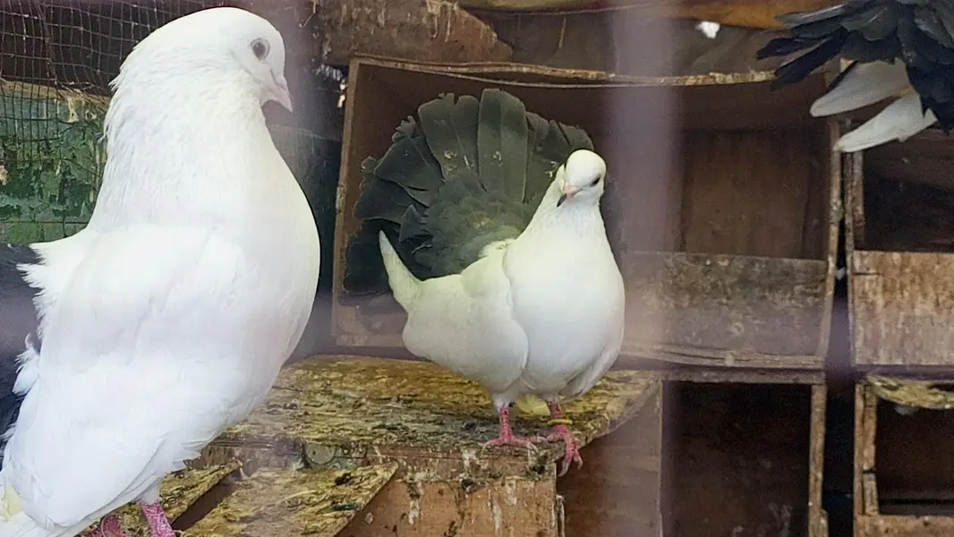 blacktail pigeon kabooter pair jora fancy pigeon breeder — photo 5