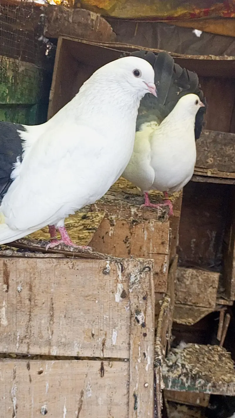 blacktail pigeon kabooter pair jora fancy pigeon breeder — photo 6