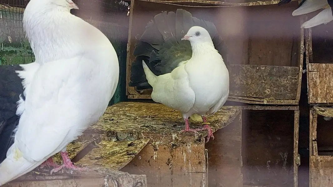 blacktail pigeon kabooter pair jora fancy pigeon breeder — photo 7