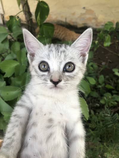 Beautiful 2-Month-Old Female Kitten for Sale