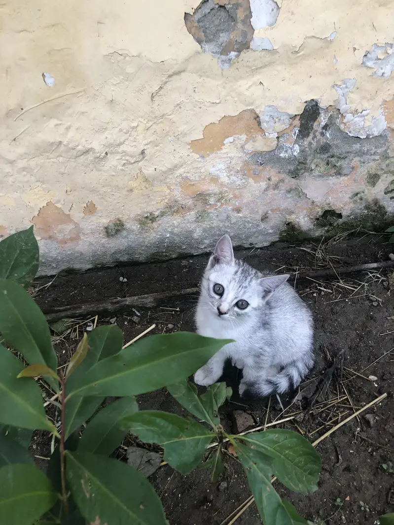 Beautiful 2-Month-Old Female Kitten for Sale — photo 2