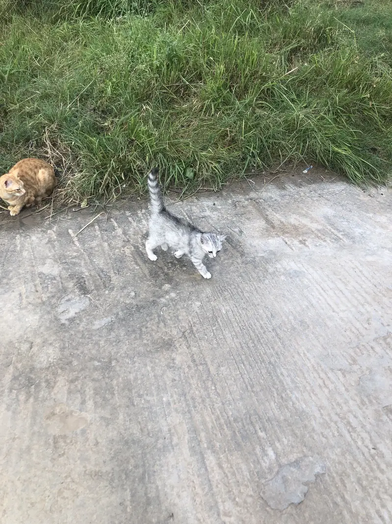 Beautiful 2-Month-Old Female Kitten for Sale — photo 3