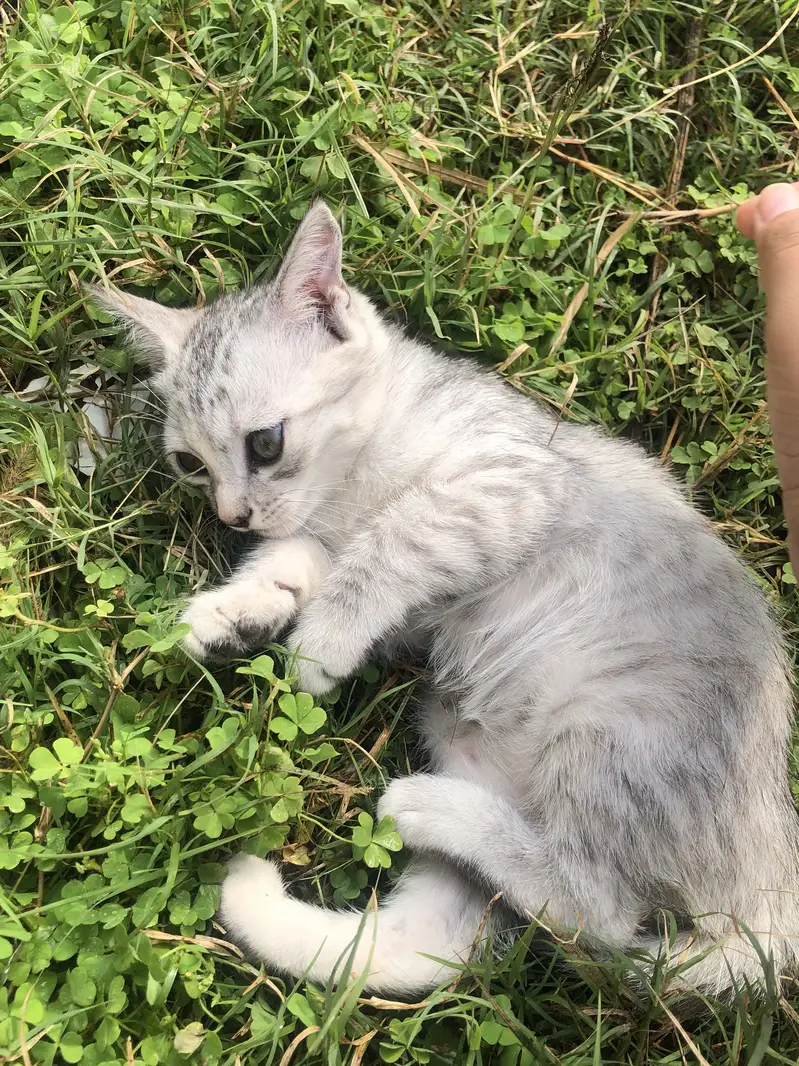 Beautiful 2-Month-Old Female Kitten for Sale — photo 4