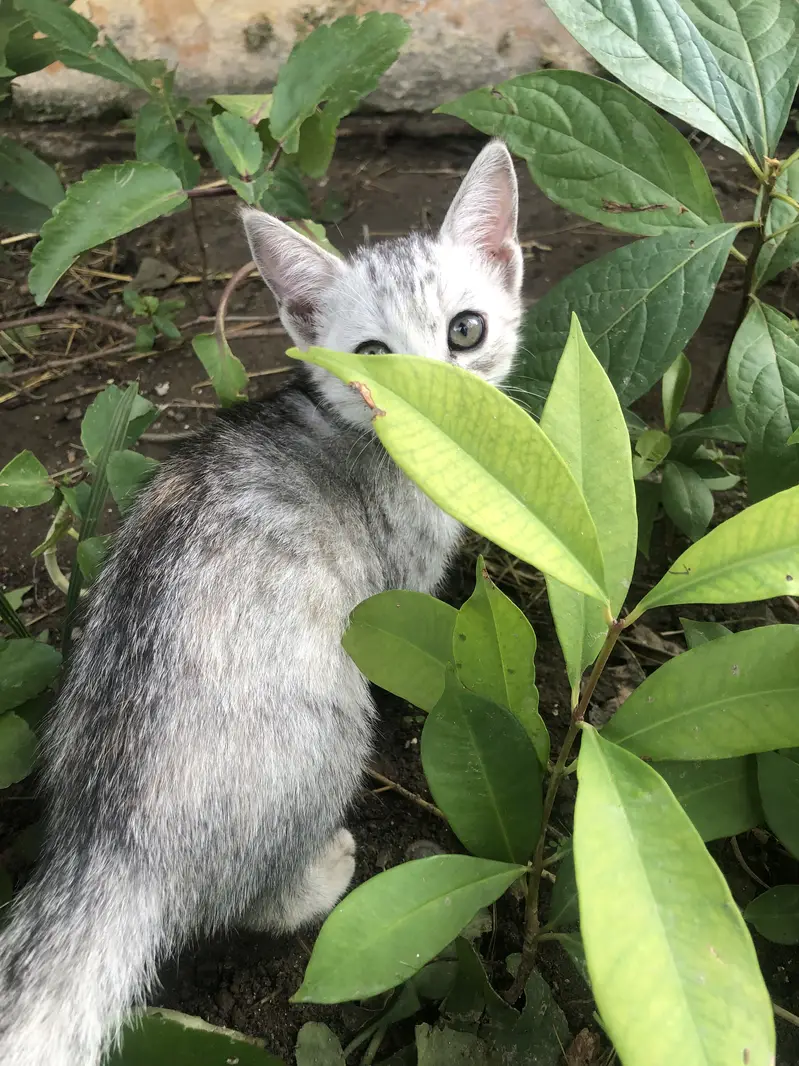 Beautiful 2-Month-Old Female Kitten for Sale — photo 5