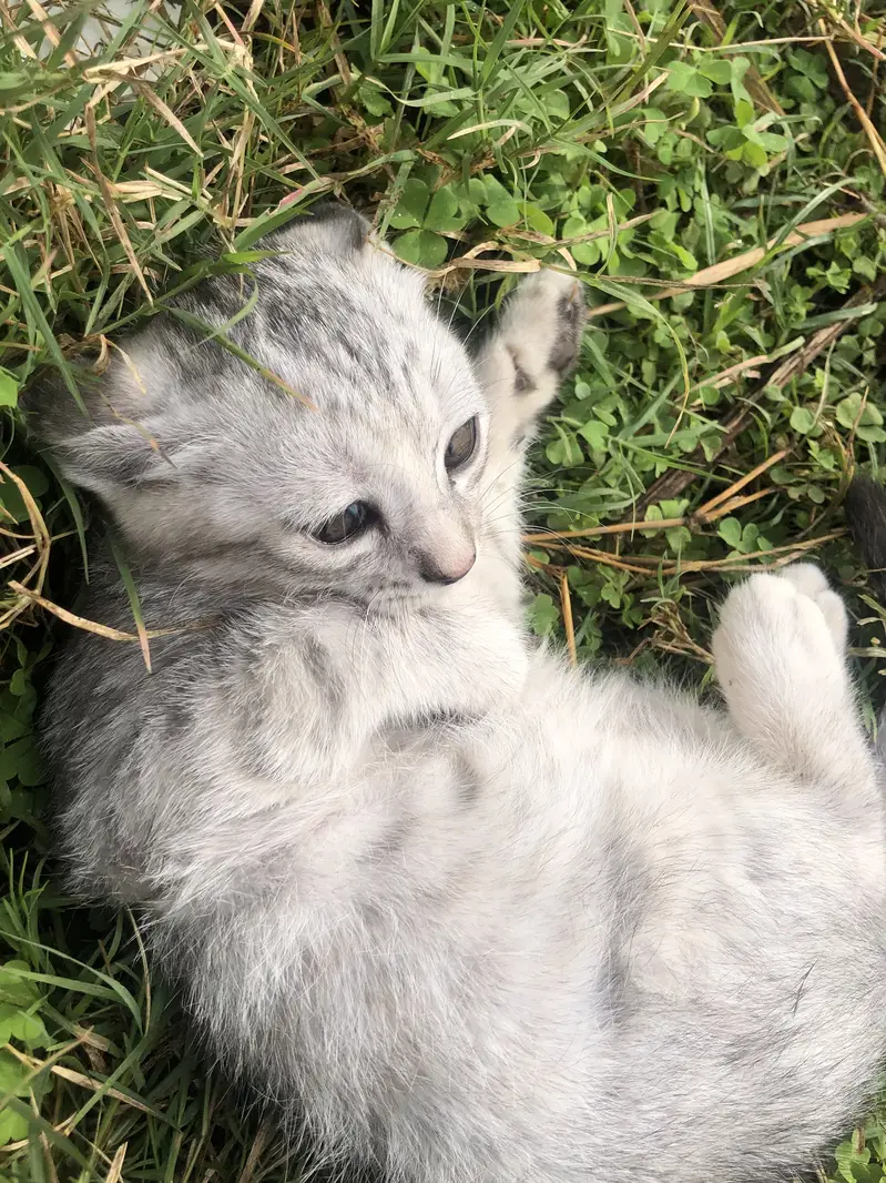 Beautiful 2-Month-Old Female Kitten for Sale — photo 6