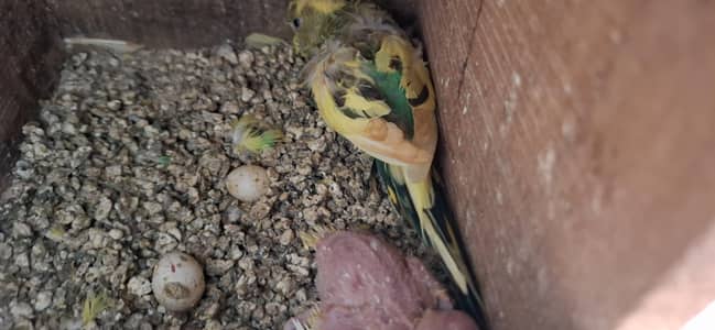 Hogoromo Pair with Chicks