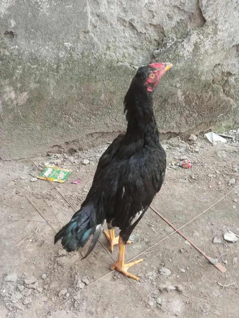 Aseel Muskha patha sale or exchange — photo 2