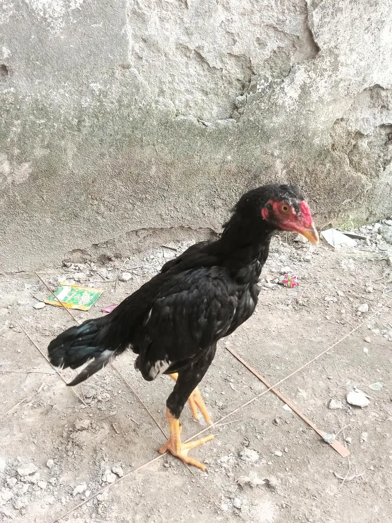 Aseel Muskha patha sale or exchange — photo 3
