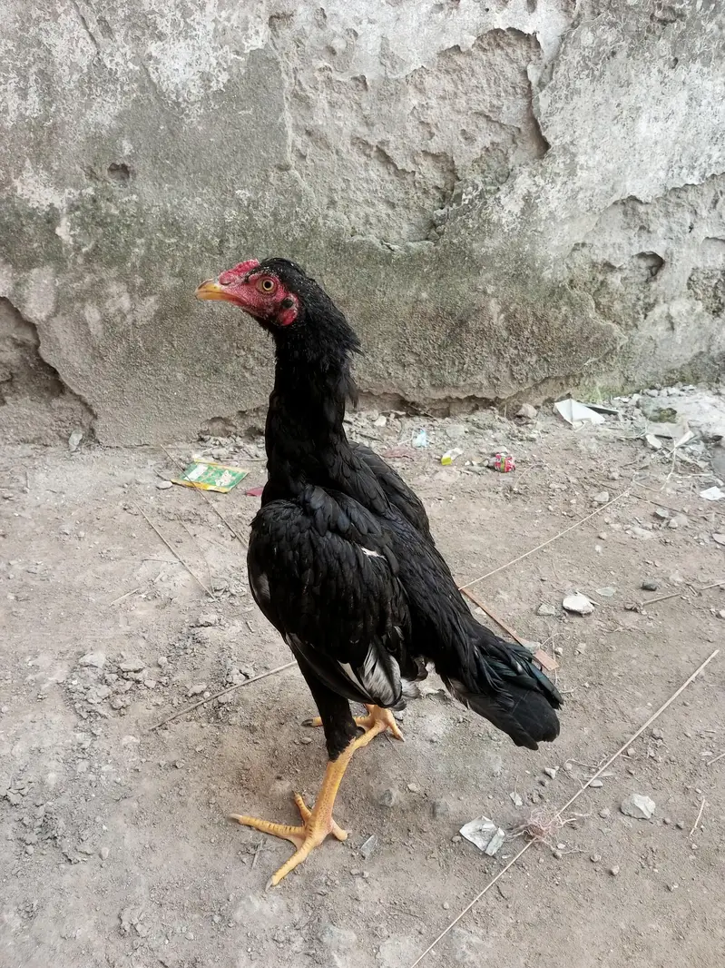 Aseel Muskha patha sale or exchange — photo 4