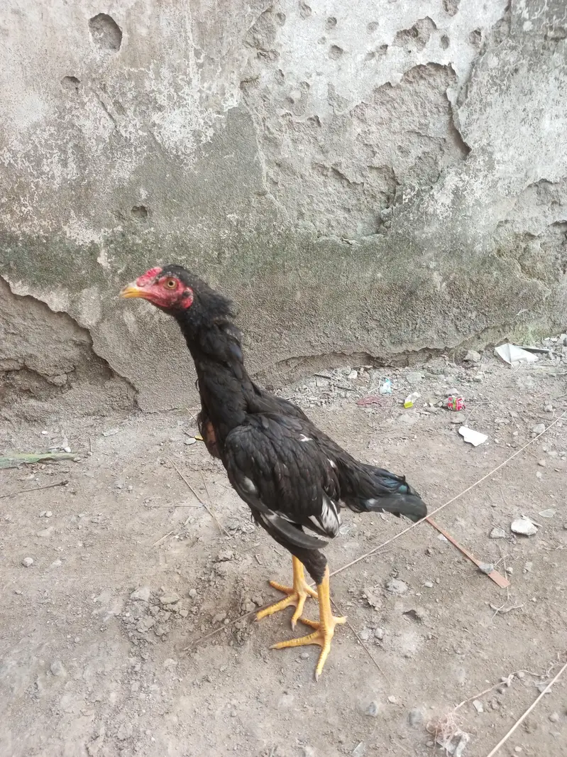 Aseel Muskha patha sale or exchange — photo 5