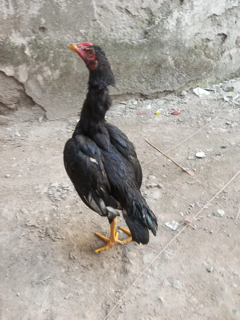 Aseel Muskha patha sale or exchange — photo 7