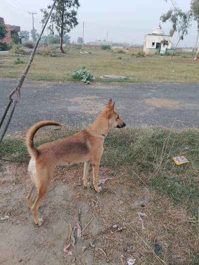 German shepherd corose bagyari female