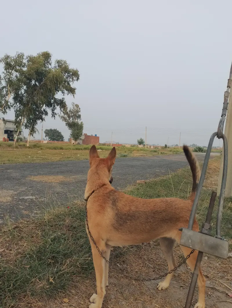 German shepherd corose bagyari female — photo 2