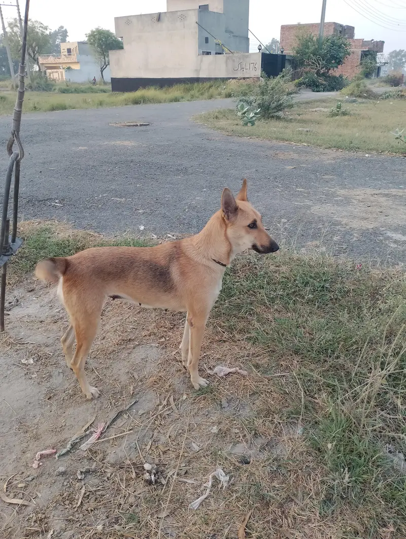 German shepherd corose bagyari female — photo 3