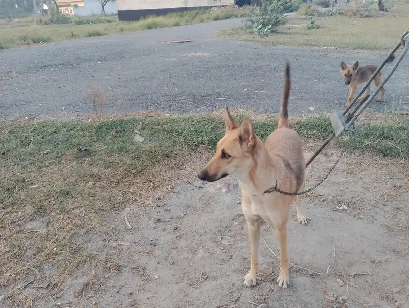 German shepherd corose bagyari female — photo 4