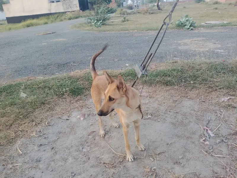 German shepherd corose bagyari female — photo 5