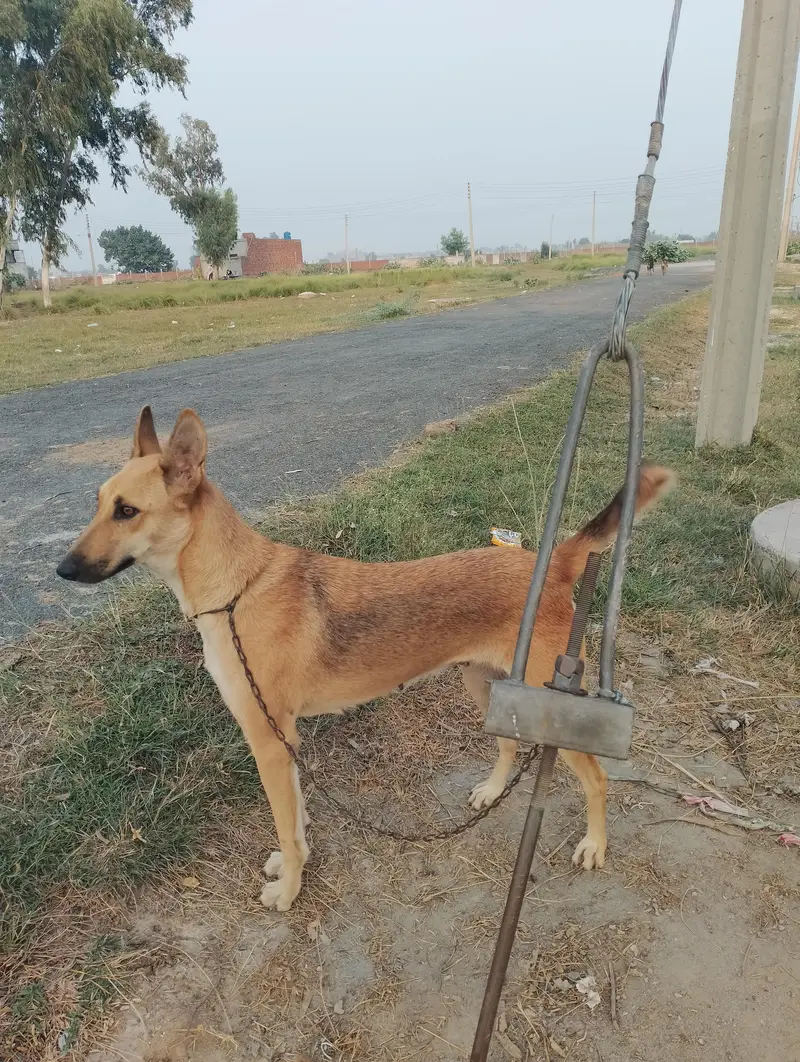German shepherd corose bagyari female — photo 6