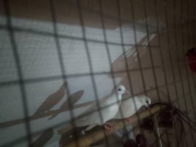 3 pigeon for sale