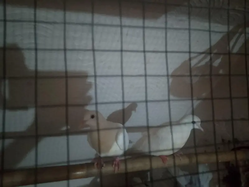 3 pigeon for sale — photo 2
