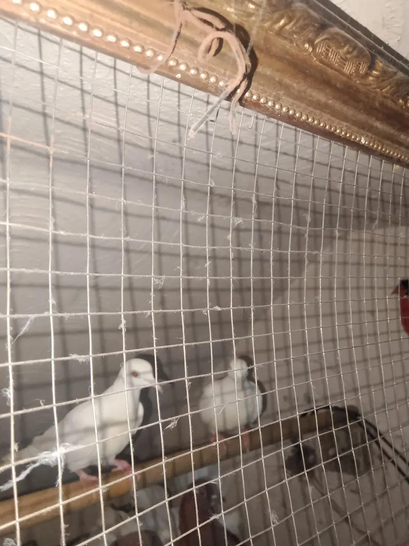 3 pigeon for sale — photo 3