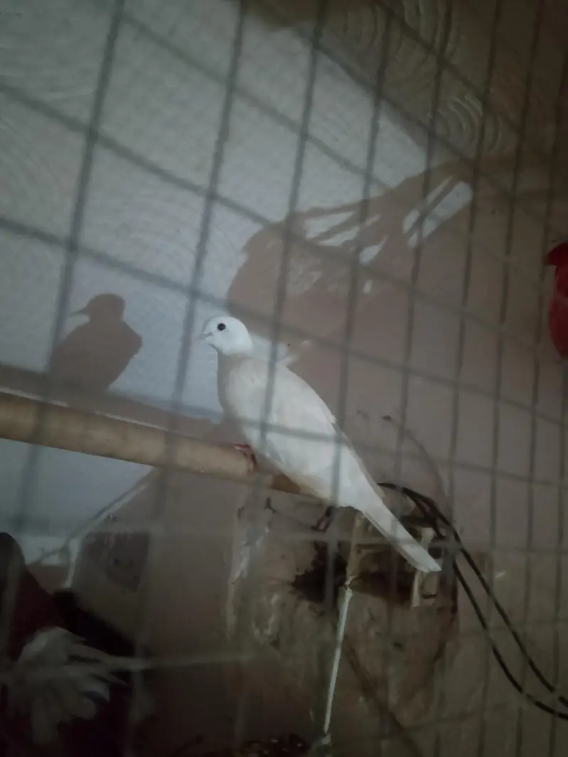 3 pigeon for sale — photo 4