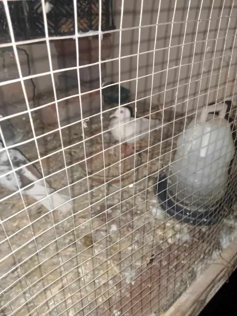 3 pigeon for sale — photo 5