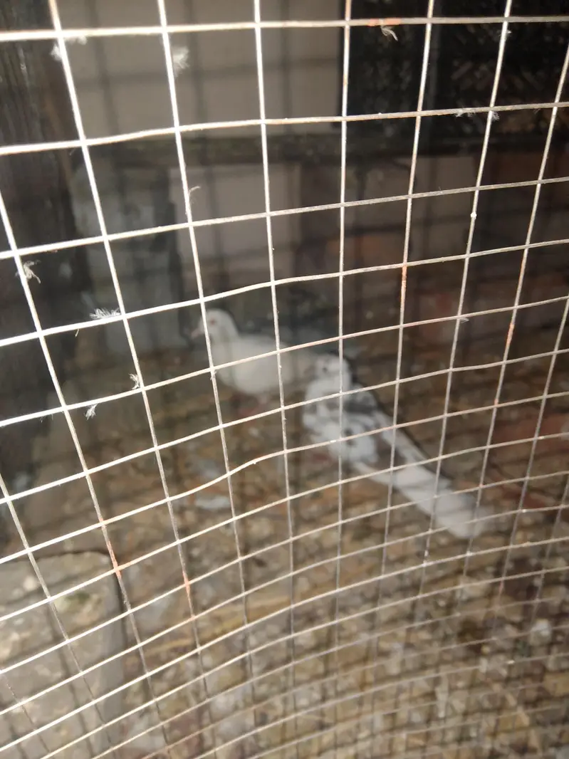 3 pigeon for sale — photo 6
