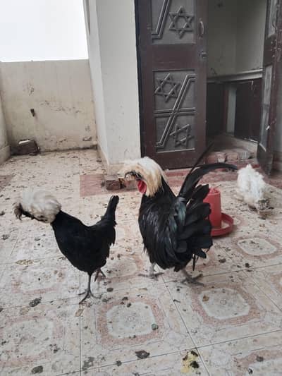 Egg laying polish trio
