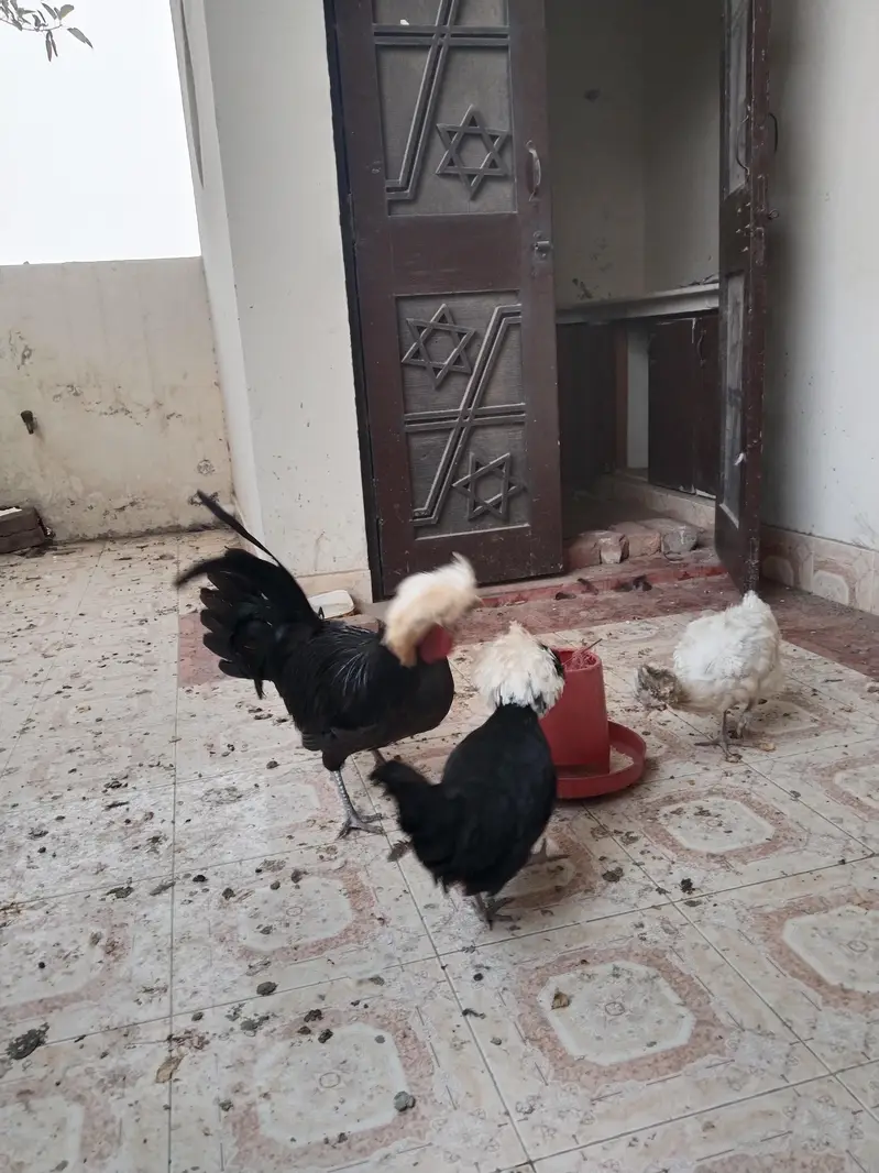 Egg laying polish trio — photo 2