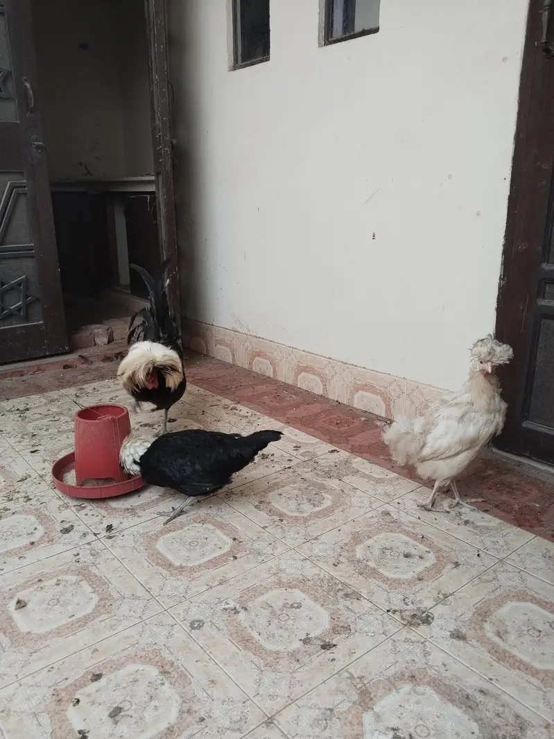 Egg laying polish trio — photo 4