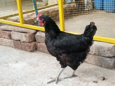 golden misri eggs laying hens available