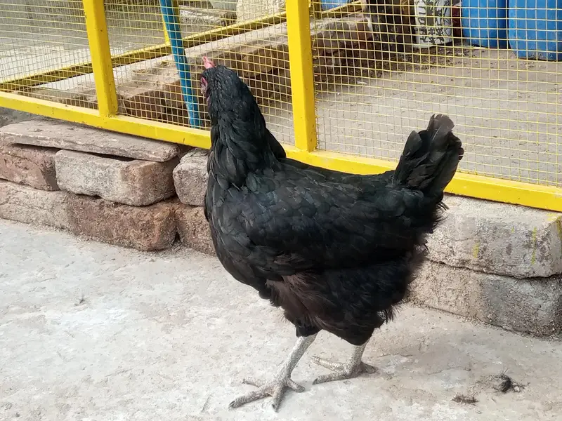 golden misri eggs laying hens available — photo 2