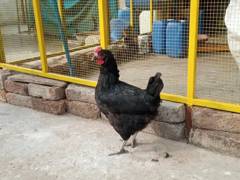 golden misri eggs laying hens available — photo 4