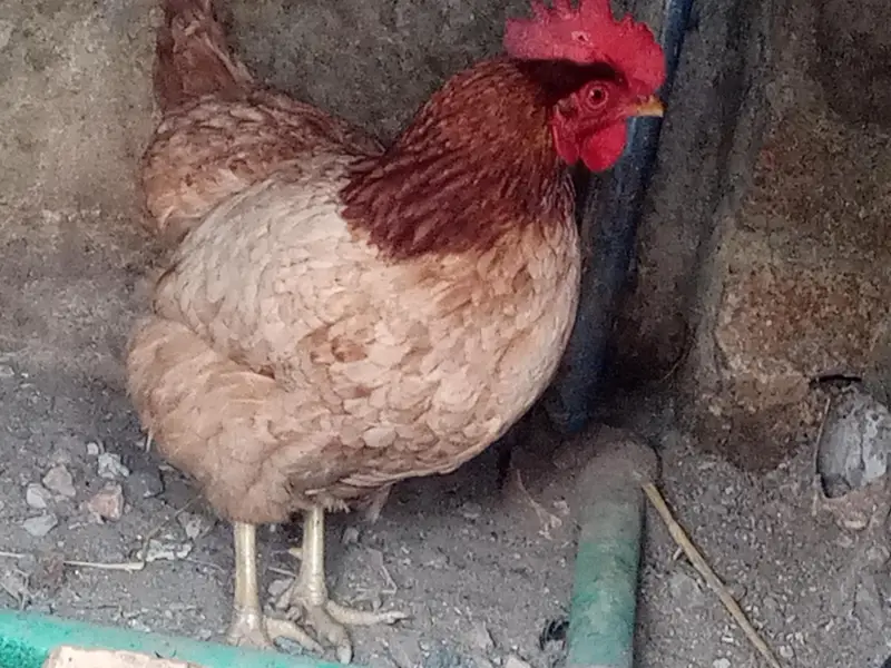 golden misri eggs laying hens available — photo 5